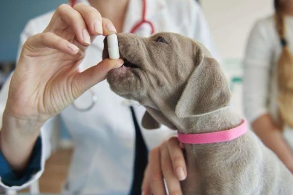 犬猫髋关节脱位的临床症状,股骨头与关节窝脱出