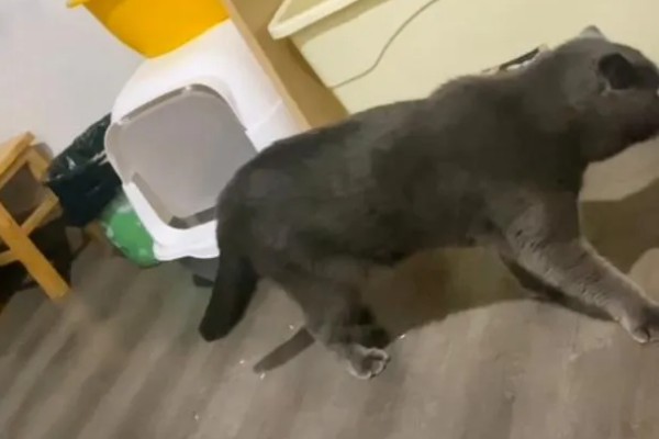 犬猫髋关节脱位的临床症状,股骨头与关节窝脱出