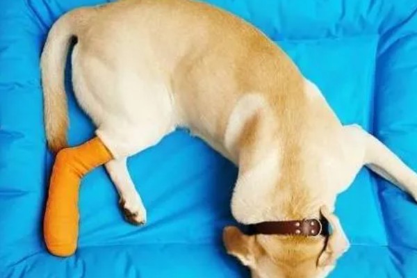 犬猫髋关节脱位的临床症状,股骨头与关节窝脱出