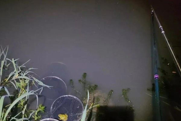 大鱼晚上是不是在浅水层活动,垂钓大鱼一般要钓深水