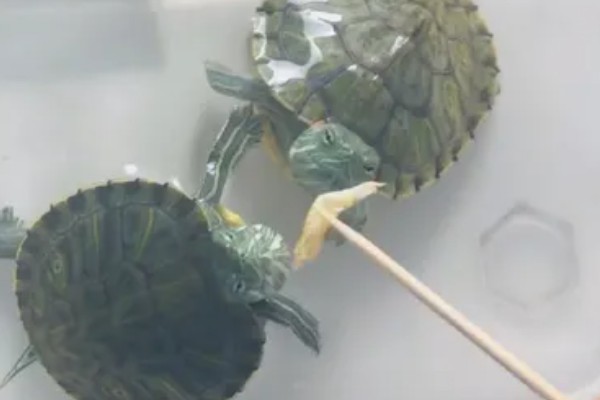 巴西龟的喂食量，成年后每次投喂10-14粒