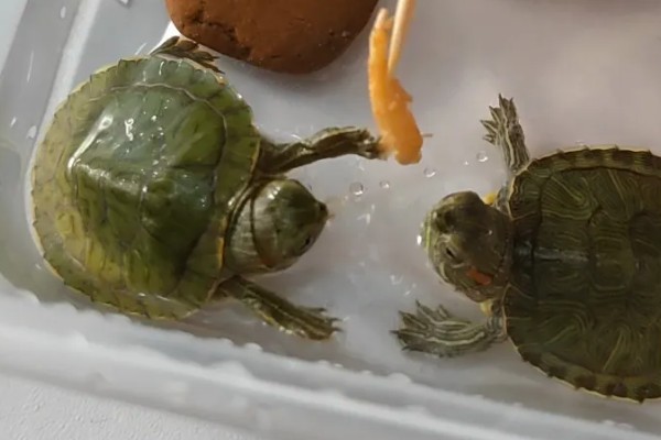 巴西龟的喂食量，成年后每次投喂10-14粒