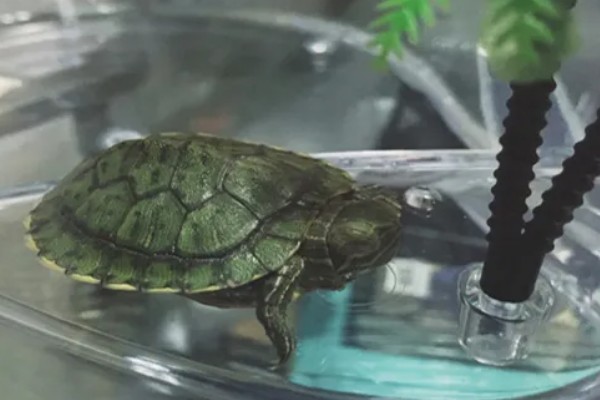 巴西龟的喂食量，成年后每次投喂10-14粒