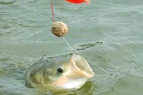 冬天钓鲢鳙是钓底还是钓浮，一般建议钓底