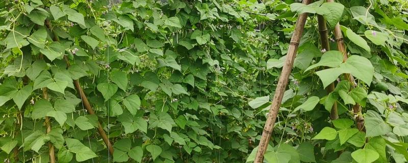 扁豆的简介，属于豆科、扁豆属藤本植物