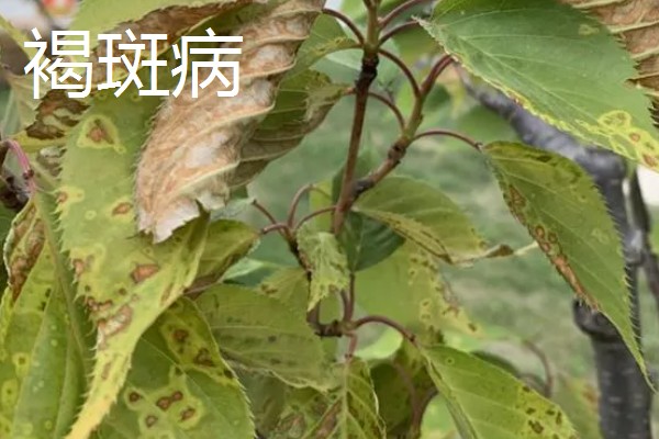 樱花病虫害的症状,不同病害的症状不同