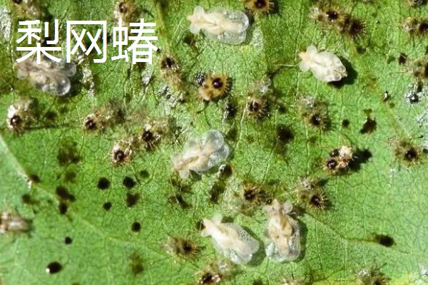 樱花病虫害的症状,不同病害的症状不同
