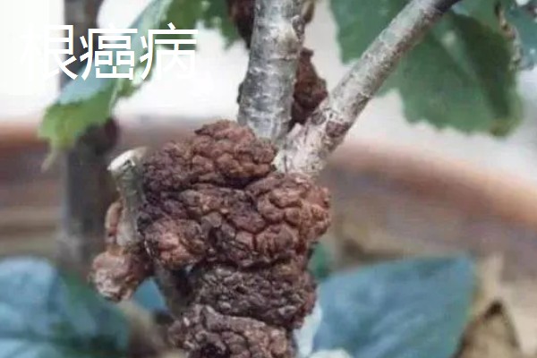 樱花病虫害的症状,不同病害的症状不同