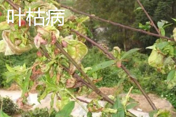 樱花病虫害的症状,不同病害的症状不同