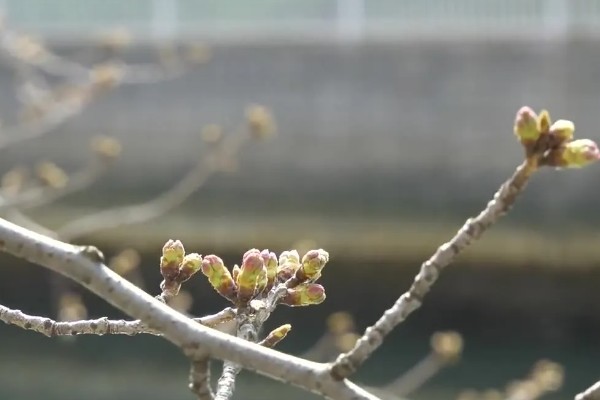 樱花病虫害的症状,不同病害的症状不同