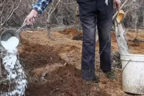 樱花病虫害的症状,不同病害的症状不同