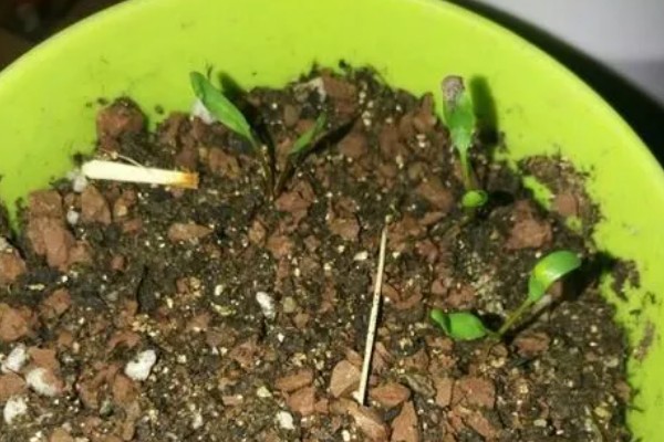 蝴蝶兰的播种方法,浸种消毒后再播入疏松肥沃的基质中