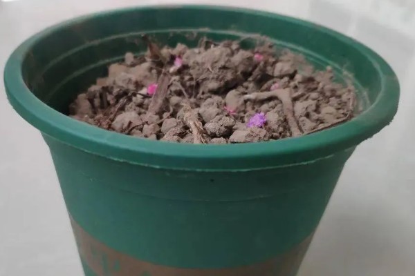 蝴蝶兰的播种方法,浸种消毒后再播入疏松肥沃的基质中