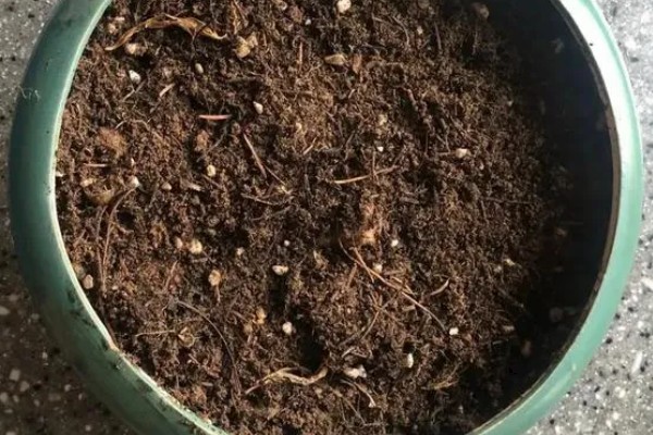 蝴蝶兰的播种方法,浸种消毒后再播入疏松肥沃的基质中