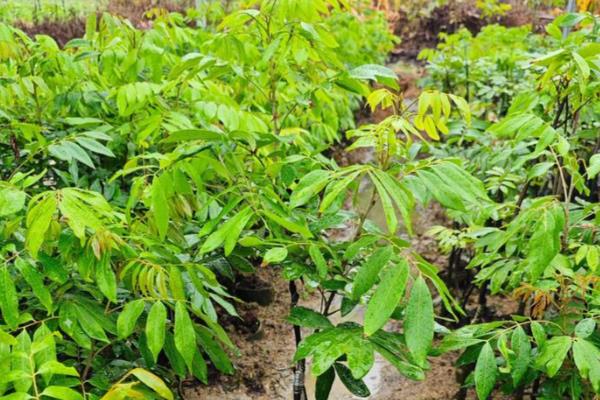 龙眼的种植技术,选择适合当地种植的品种
