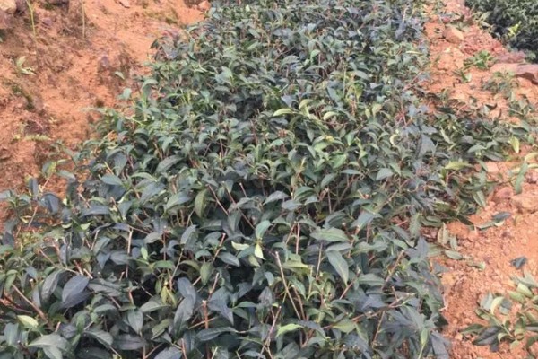 白芽奇兰是不是绿茶,属于乌龙茶