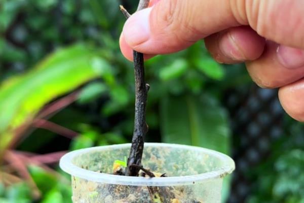龙眼的种植技术,选择适合当地种植的品种