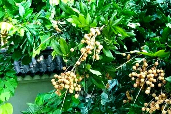 龙眼的种植技术,选择适合当地种植的品种