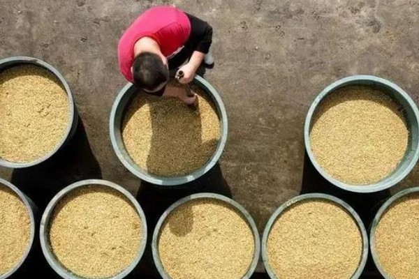 繁殖水稻的第一步,第一步是整地施肥