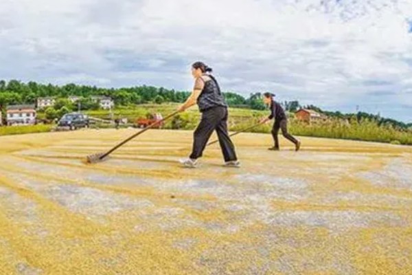 繁殖水稻的第一步,第一步是整地施肥