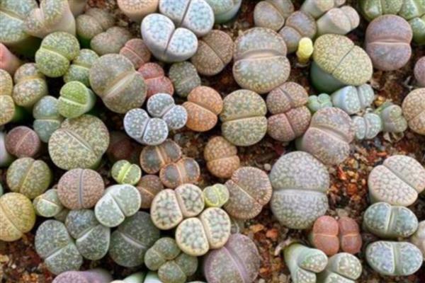 让生石花快速生长的方法,平时要确保光照充足