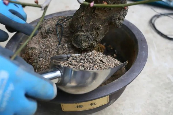刚买的红梅盆栽如何养殖,可每隔一个星期浇一次水