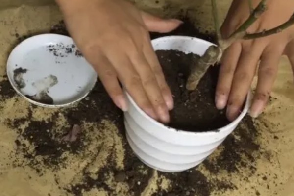 刚买的红梅盆栽如何养殖,可每隔一个星期浇一次水