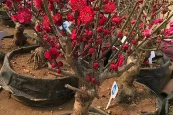刚买的红梅盆栽如何养殖,可每隔一个星期浇一次水