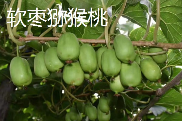 有什么好吃的猕猴桃,常见软枣猕猴桃、红心猕猴桃等品种