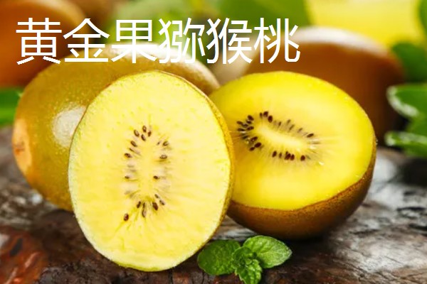 有什么好吃的猕猴桃,常见软枣猕猴桃、红心猕猴桃等品种