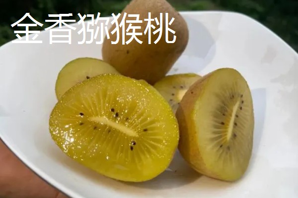 有什么好吃的猕猴桃,常见软枣猕猴桃、红心猕猴桃等品种