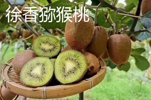 有什么好吃的猕猴桃,常见软枣猕猴桃、红心猕猴桃等品种