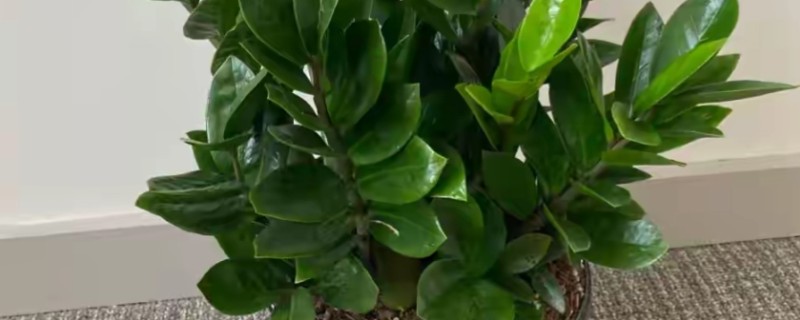 金钱树的换盆方法，剪除不良根系涂抹草木灰后再栽种