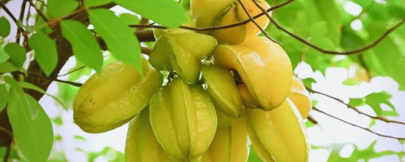 杨桃种植时有哪些病虫害，有炭蛆病、赤斑病等