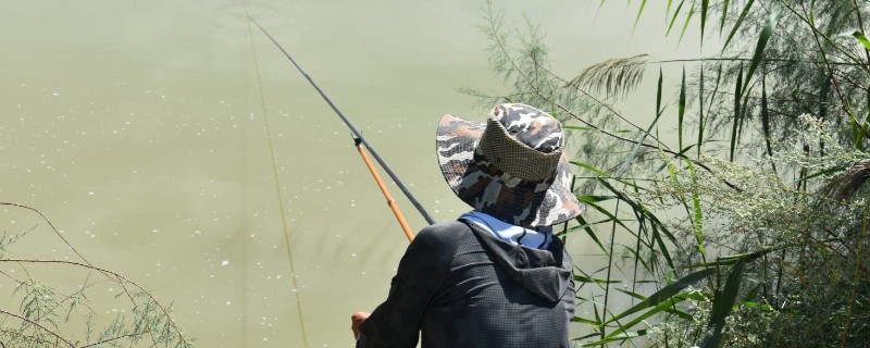 钓鲤鱼的小药哪种好，根据不同的鱼种决定
