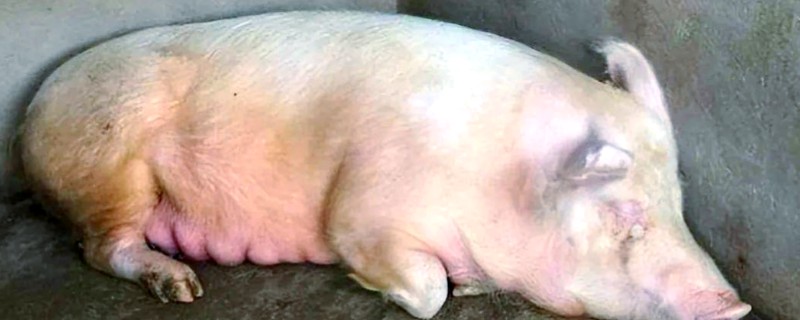 母猪后腿无力站不起来用哪种药，根据病因用药