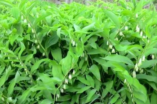 玉竹是哪种植物,是百合科多年生草本植物