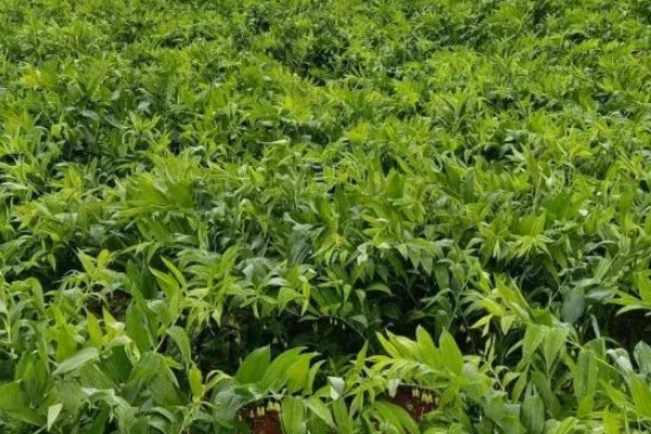 玉竹是哪种植物,是百合科多年生草本植物