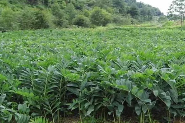 玉竹是哪种植物,是百合科多年生草本植物