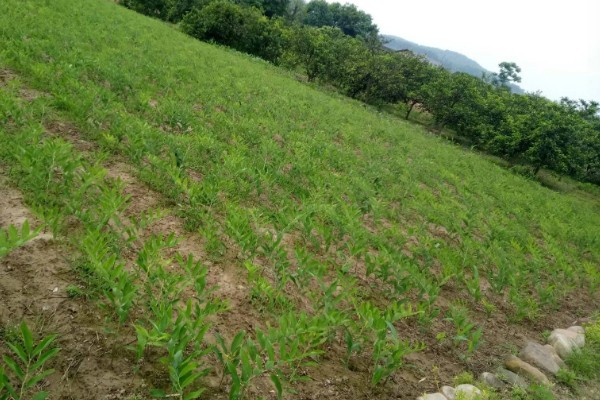 玉竹是哪种植物,是百合科多年生草本植物