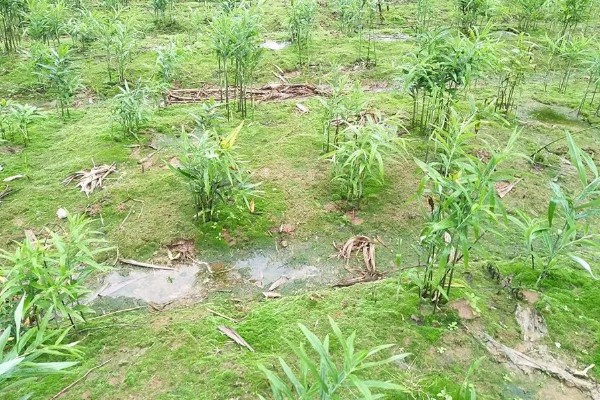 玉竹是哪种植物,是百合科多年生草本植物
