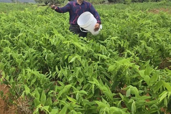 玉竹是哪种植物,是百合科多年生草本植物