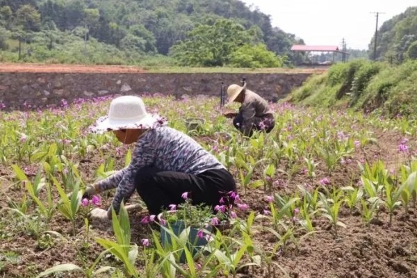 玉竹是哪种植物,是百合科多年生草本植物