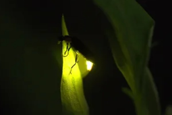 萤火虫的食物，幼虫主食软体动物