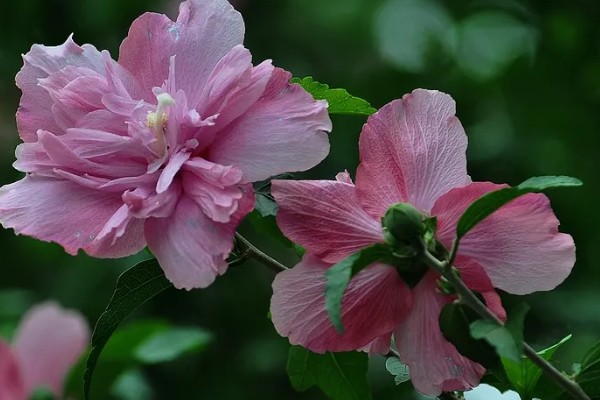 木槿花的花语，寓意生生不息、永恒美丽等