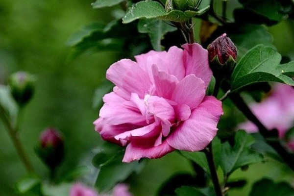 木槿花的花语，寓意生生不息、永恒美丽等