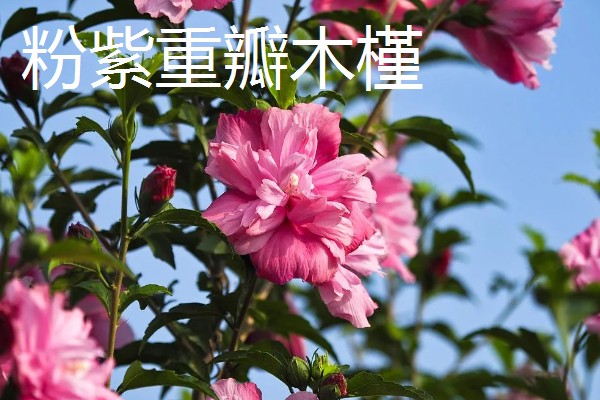 木槿花的花语，寓意生生不息、永恒美丽等