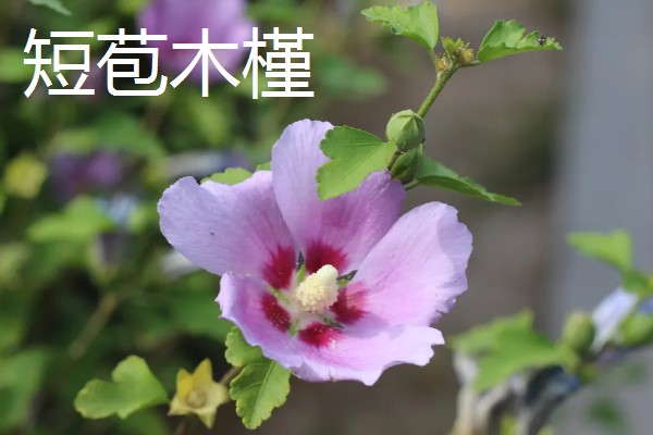 木槿花的花语，寓意生生不息、永恒美丽等