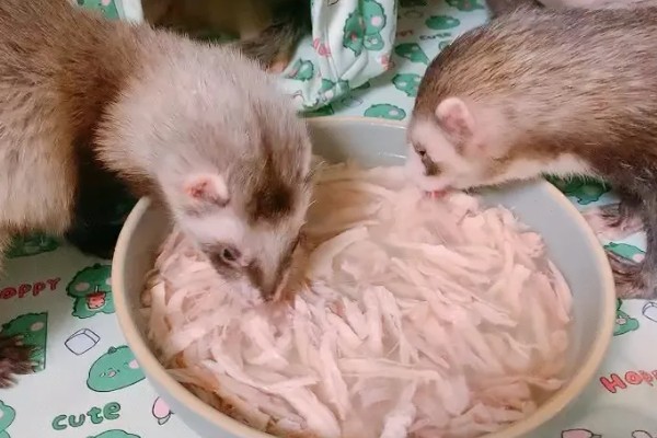水貂的养殖技术，饲料一般有鱼类饲料、肉类饲料等