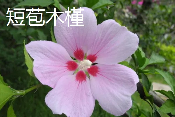 木槿花的花语，寓意生生不息、永恒美丽等